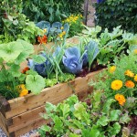 Fresh vegetables and flowering plants in garden during summer